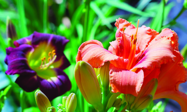 Daylilies a real-life color-by-numbers