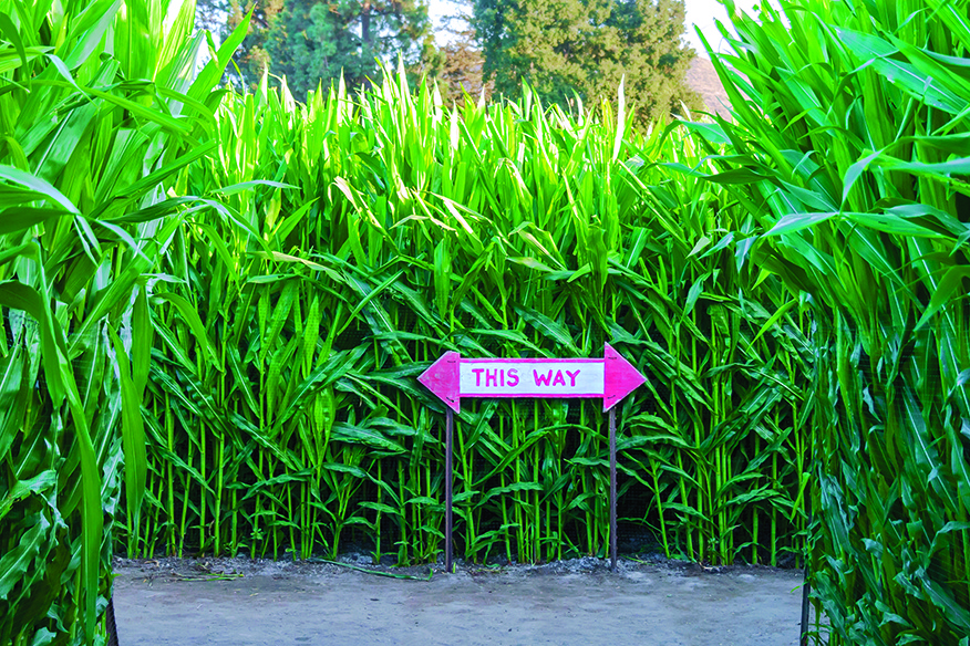 Corn maze-ing Grace