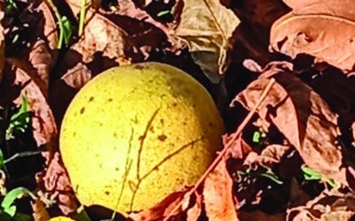 Black walnuts: Flavorful, frustrating backyard bounty