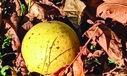 Black walnuts: Flavorful, frustrating backyard bounty