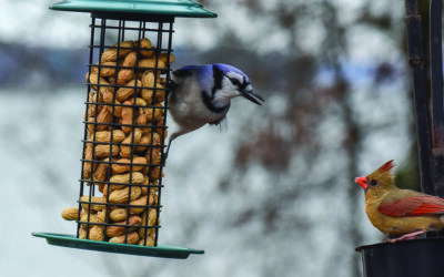 Feed birds with responsibility