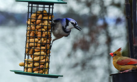 Feed birds with responsibility