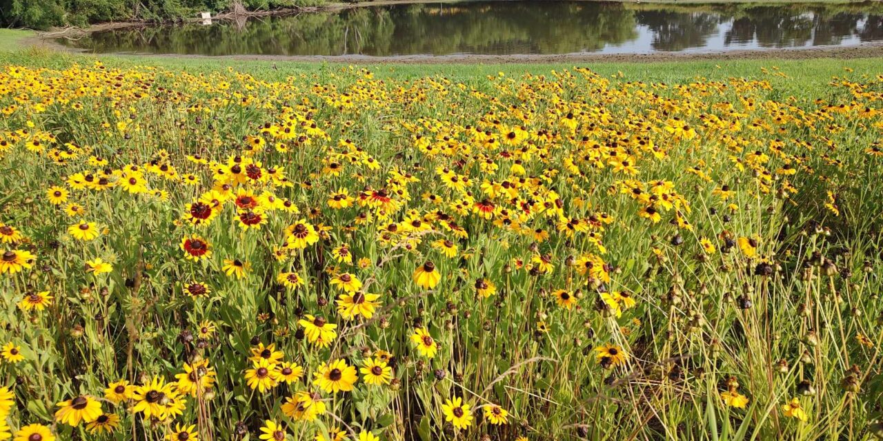 Wildflowers allowed to take over