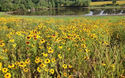 Wildflowers allowed to take over