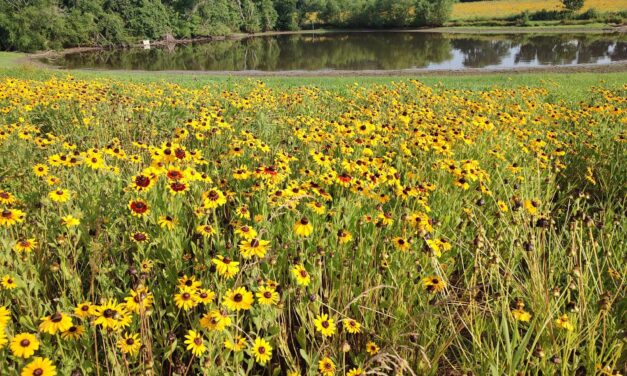 Wildflowers allowed to take over