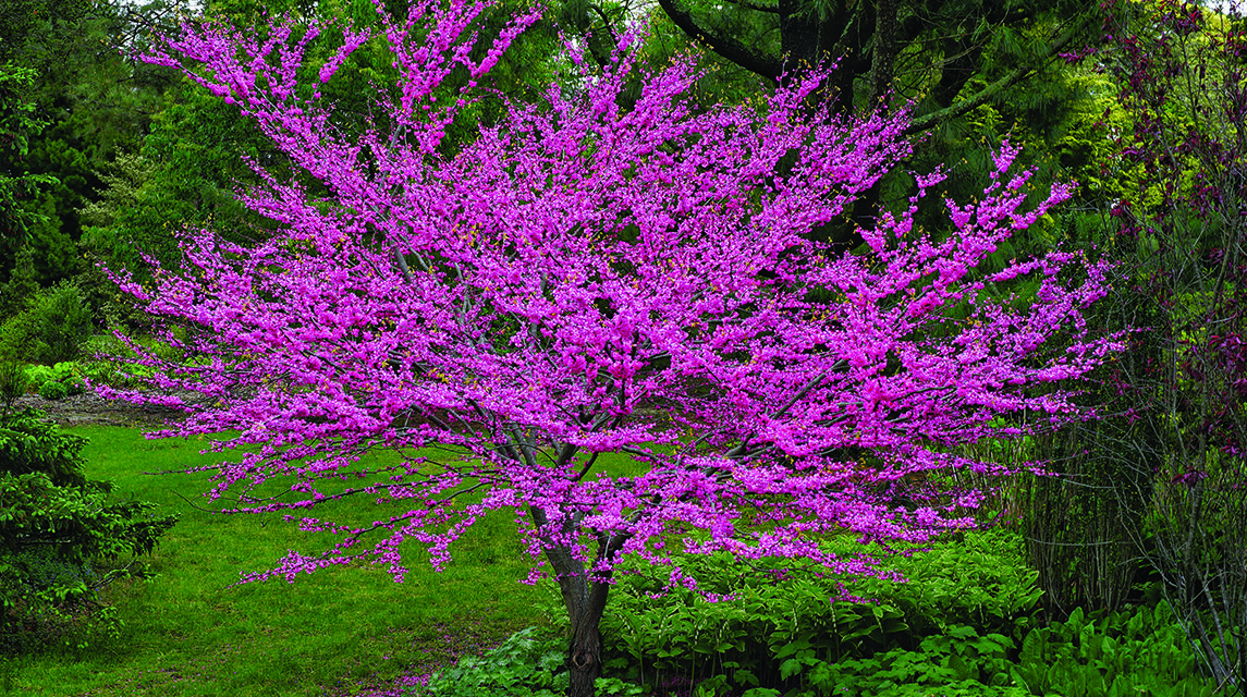 Eastern Redbud a reliable harbinger of spring’s arrival