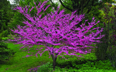 Eastern Redbud a reliable harbinger of spring’s arrival