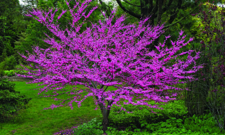 Eastern Redbud a reliable harbinger of spring’s arrival