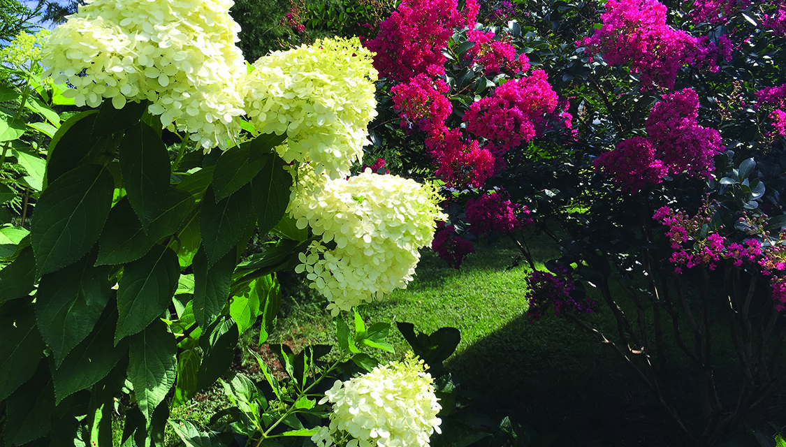 Hydrangeas offer splashes of color throughout Delmarva