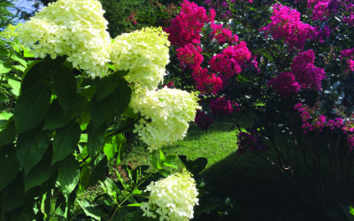 Hydrangeas offer splashes of color throughout Delmarva