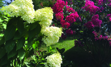 Hydrangeas offer splashes of color throughout Delmarva