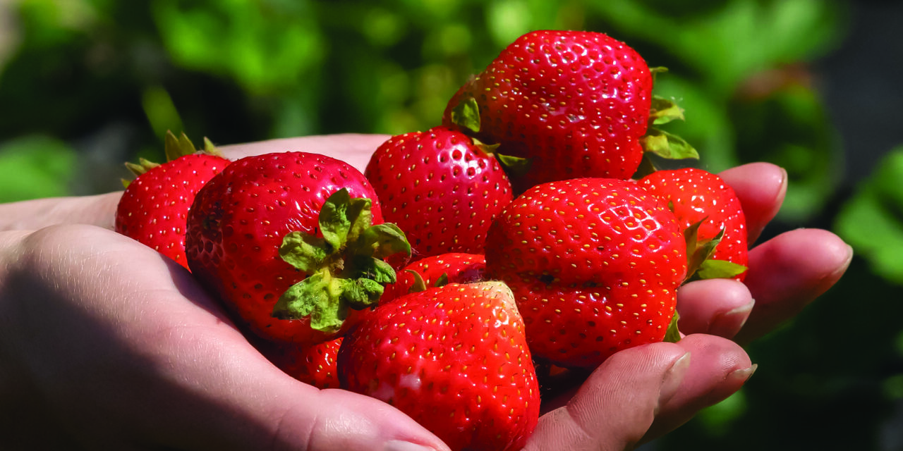 Strawberries represent a promise for summertime
