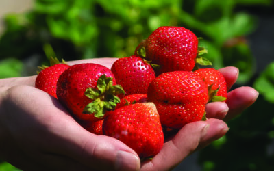 Strawberries represent a promise for summertime