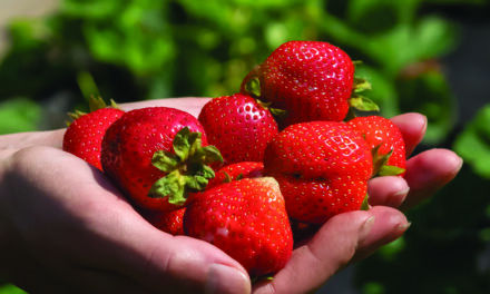 Strawberries represent a promise for summertime