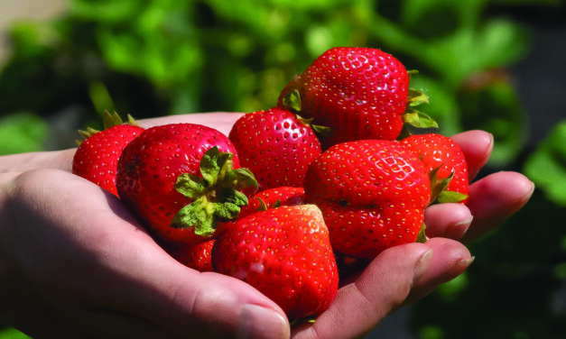 Strawberries represent a promise for summertime
