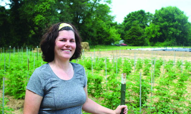 There’s more than one way to grow those juicy summer tomatoes