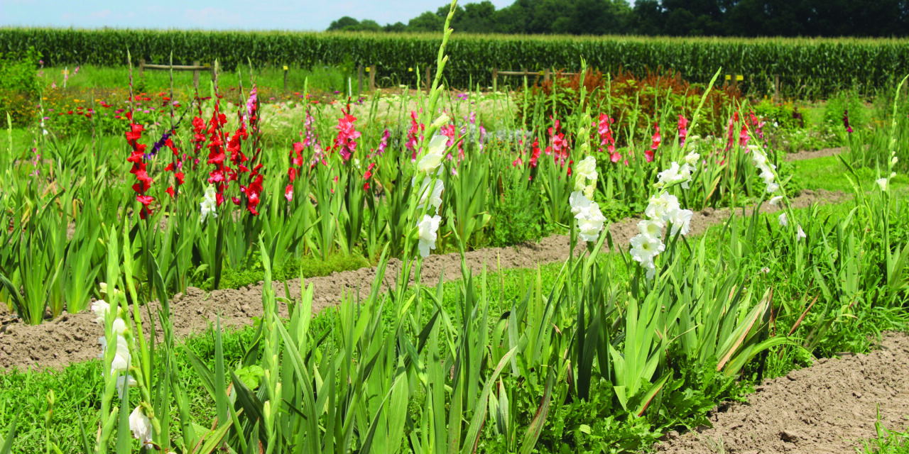 Gladiolus gives bouquets bold color