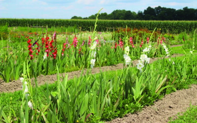 Gladiolus gives bouquets bold color