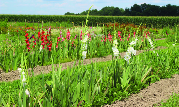 Gladiolus gives bouquets bold color