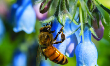 Pollinators eager to spring to it