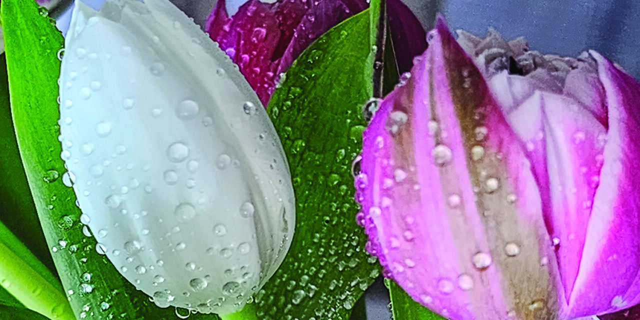 Tulips regarded as a seasonal staple