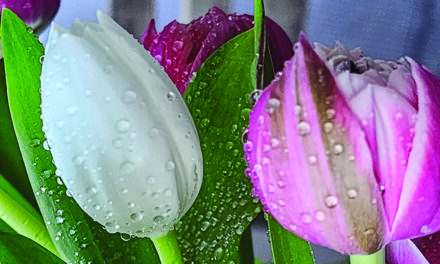 Tulips regarded as a seasonal staple