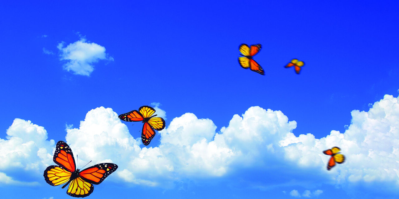 Monarch Migration: Nature’s extraordinary journey needs our help