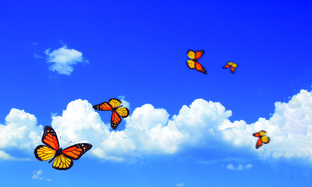 Monarch Migration: Nature’s extraordinary journey needs our help