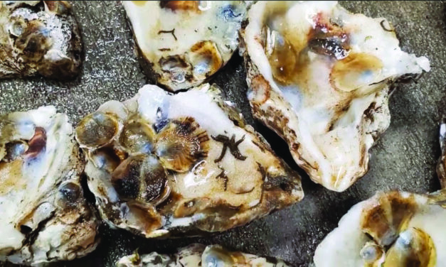 Bay area relying on oyster preservation efforts